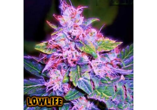 Lowlife Automatic Blueberry