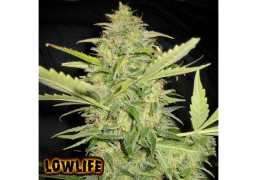 Lowlife Automatic Lemon Skunk