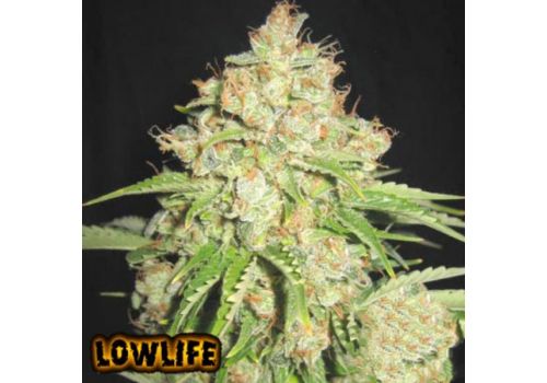 Lowlife Automatic White Russian
