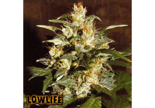 Lowlife Automatic Ak47 x Hindu Kush