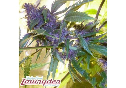 Lowryder Purple Jems