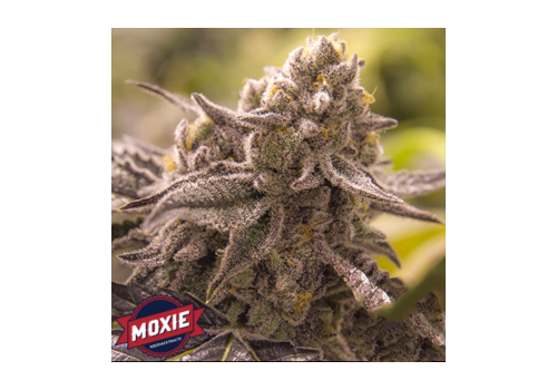 Moxie Seeds Lucky No Sleven