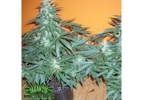 Mdanzig Seeds Sour Spyder