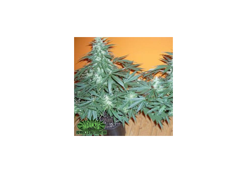 Mdanzig Seeds Sour60 Automatic