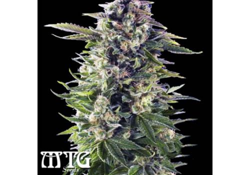 MTG Seeds 101 Headband