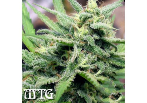 MTG Seeds Cherry Bomb