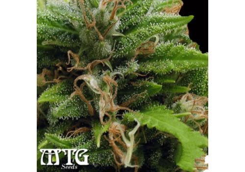 MTG Seeds Kingston Confidential