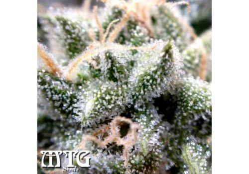 MTG Seeds Turbo Diesel