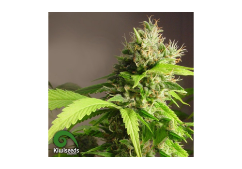 Kiwi Seeds Mako Haze