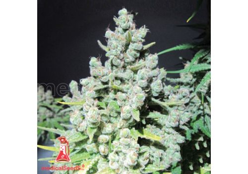 Medical Seeds Malakoff