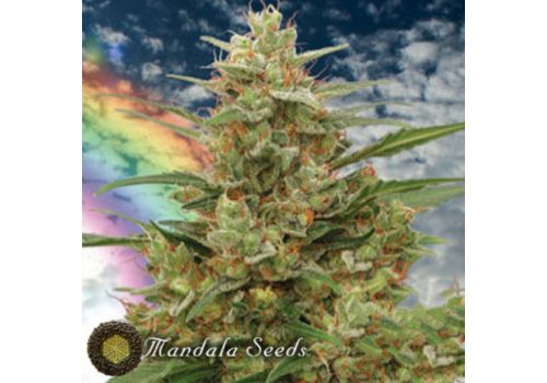 Mandala Seeds Mandala #1