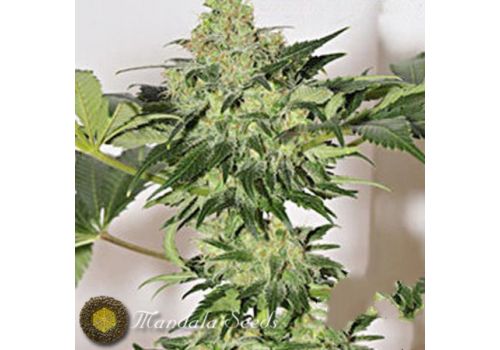 Mandala Seeds Beyond the Brain
