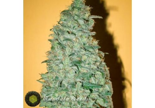 Mandala Seeds Californian Dream
