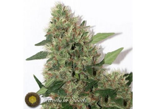 Mandala Seeds Chill-OM