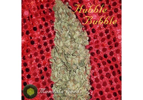 Mandala Seeds Hubble Bubble
