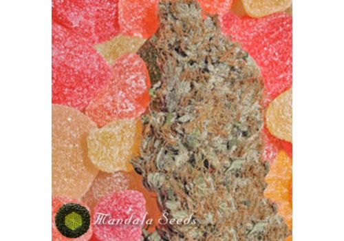 Mandala Seeds Fruitylicious