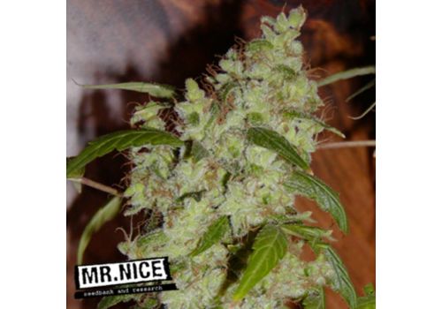 Mr Nice Seeds Mango Widow