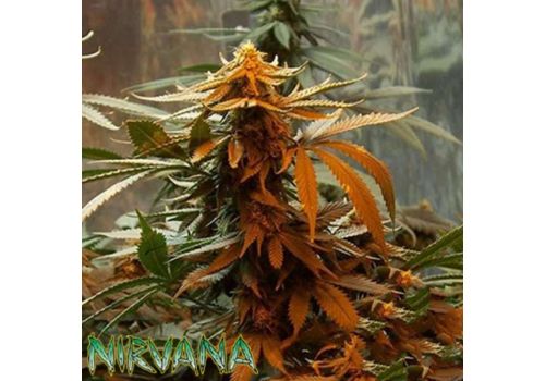 Nirvana Seeds Master Kush