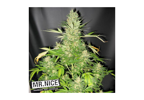 Mr Nice Seeds Master Kush x Skunk