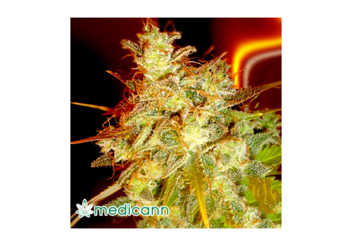 Medicann Seeds Mazari Grape