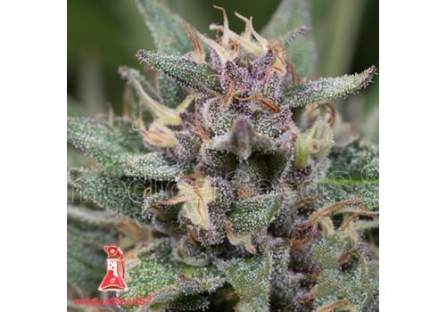 Medical Seeds Bluehell AUTO