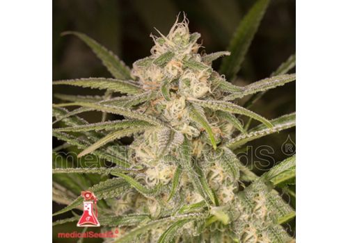 Medical Seeds No Name AUTO