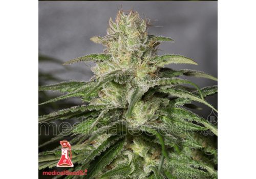 Medical Seeds OG Kush CBD