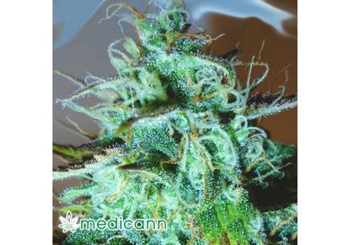 Medicann Seeds Black Afghani Kush