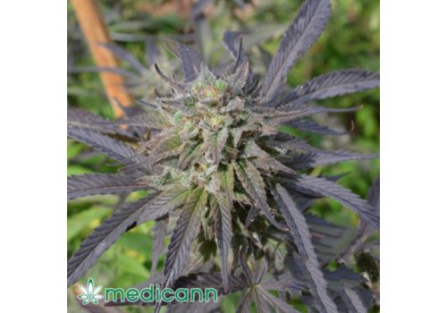 Medicann Seeds Blue Blood CBD