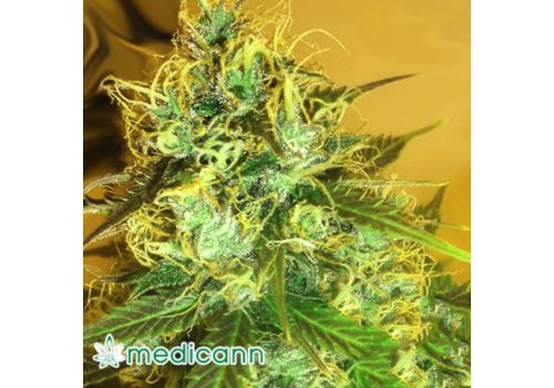 Medicann Seeds Blue Mountain Durban