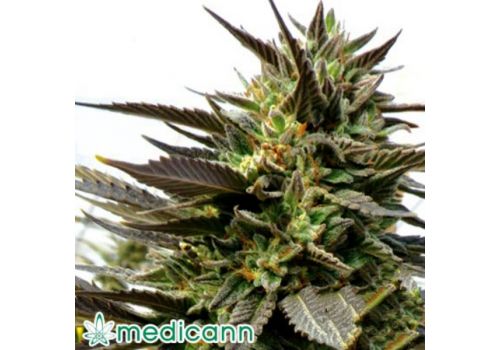 Medicann Seeds Blue Blood