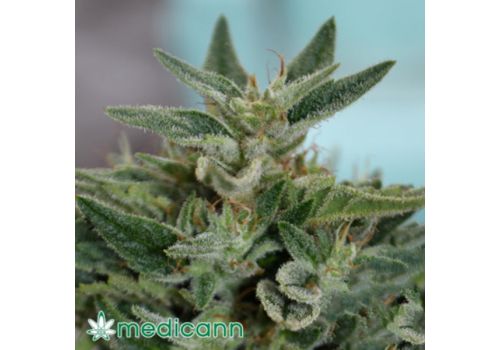Medicann Seeds OG Kush CBD
