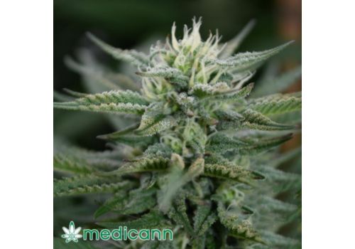Medicann Seeds Scrog CBD