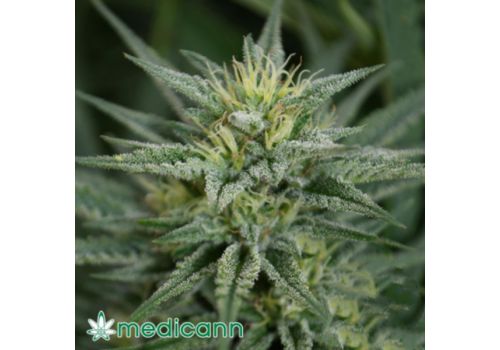Medicann Seeds Trainwreck CBD