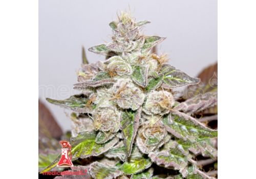 Medical Seeds Mendocino Purple Kush