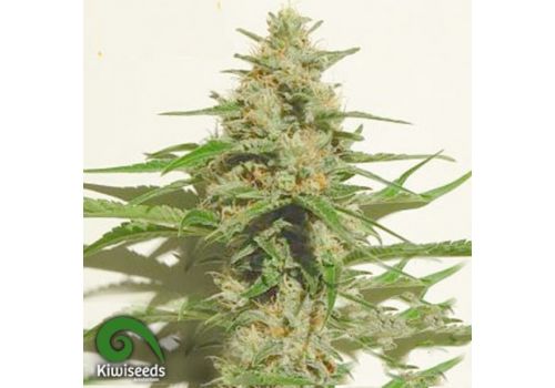 Kiwi Seeds Mexican Haze