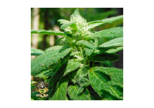 Reeferman Seeds Mighty Mite
