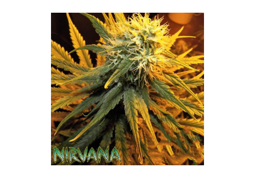 Nirvana Seeds Misty Kush