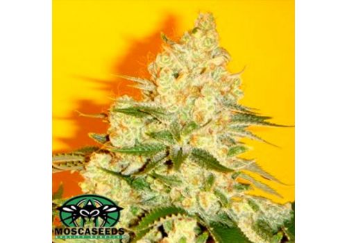 Mosca Seeds Blue Iguana