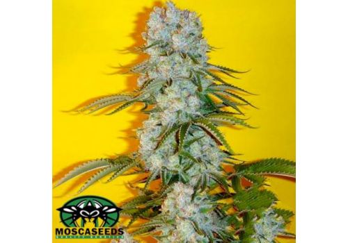 Mosca Seeds Blue Fin