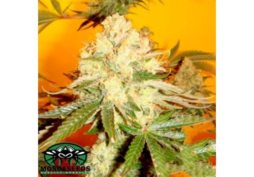 Mosca Seeds Chem #4 x OTM #1