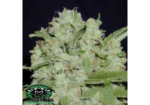 Mosca Seeds Cinderella 99 BX-1