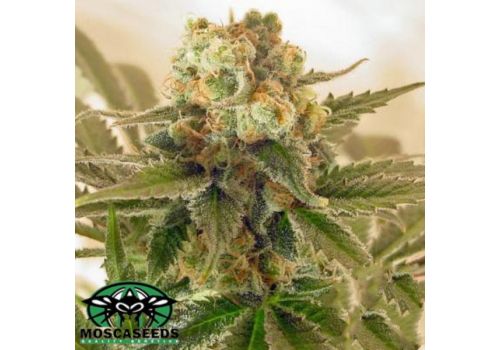Mosca Seeds Mach Fly