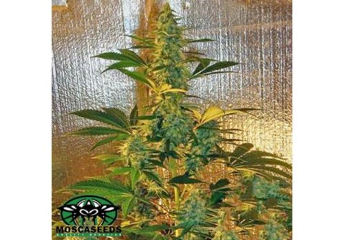 Mosca Seeds Oldtime Bubba Kush