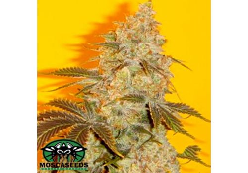 Mosca Seeds Old Time Indiana Bubble Gum