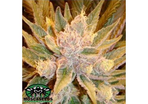 Mosca Seeds Old Time Moonshine