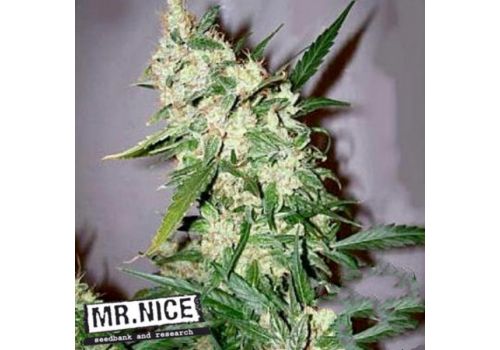 Mr Nice Seeds ASH (Afghan Haze x Afghan Skunk)