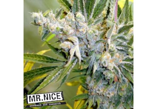 Mr Nice Seeds Critical Haze