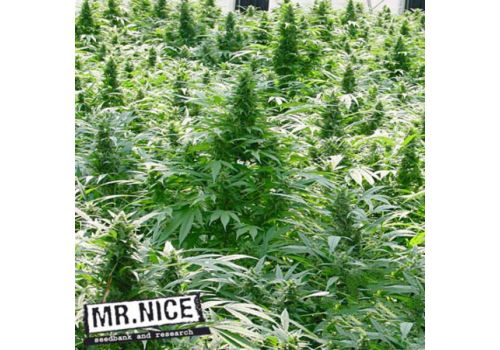 Mr Nice Seeds Dreamtime