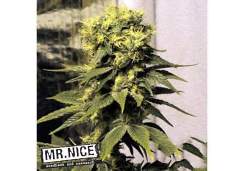 Mr Nice Seeds Early Queen
